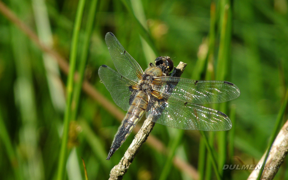 Four-spotted Chaser (Libellula quadrimaculata)